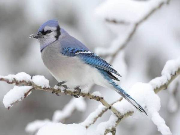 Blaufink im Winter