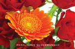 Gl&uuml;ckwunschkarte &raquo;Zwischen Rosen gebettet&laquo;, 168x110 mm