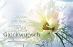 Gl&uuml;ckwunschkarte &raquo;Strahlende Cosmea&laquo;, 168x110 mm
