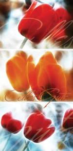 Gl&uuml;ckwunschkarte &raquo;Leuchtende Tulpen&laquo;, 100x205 mm