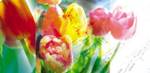 Gl&uuml;ckwunschkarte &raquo;Tulpenkomposition&laquo;, 205x100 mm