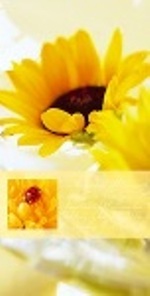 PC-Karte Exclusiv - Sonnenblume und Marienk&auml;fer - neutral - Format 10,5 x 21 cm