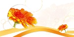 PC-Karte Exclusiv - Gerbera Modernes Design - neutral - Format 21 x 10,5 cm