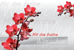 Gl&uuml;ckwunschkarte &raquo;Orchidee&laquo;, 170x115 mm