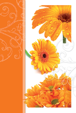Gl&uuml;ckwunschkarte &raquo;Gerbera und Ornament&laquo;, 115x170 mm