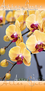Gl&uuml;ckwunschkarte &raquo;Fotomotiv Orchidee&laquo;, 105x210 mm