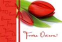 Osterkarte &raquo;rote Tulpen&laquo;, 170x115 mm