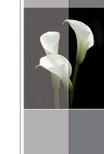 Trauerkarte &raquo;Calla&laquo;, 115x170mm